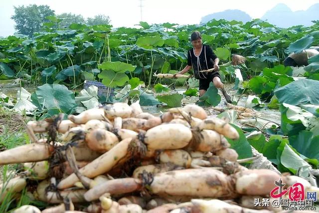 小暑节气：时令养生六种食物-6.jpg