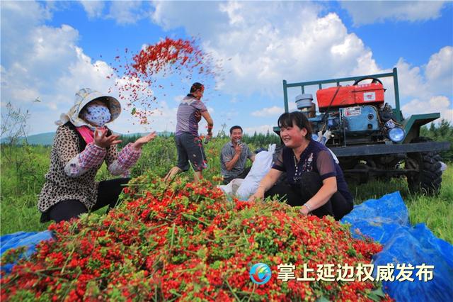 灵秀瑰宝 参韵延边 丨 五个维度看延边人参产业发展新机遇-2.jpg