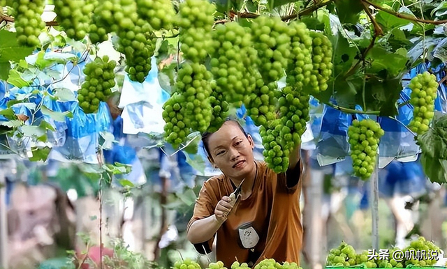 阳光玫瑰葡萄：从“爱马仕”到白菜价，网红经济何去何从？-3.jpg