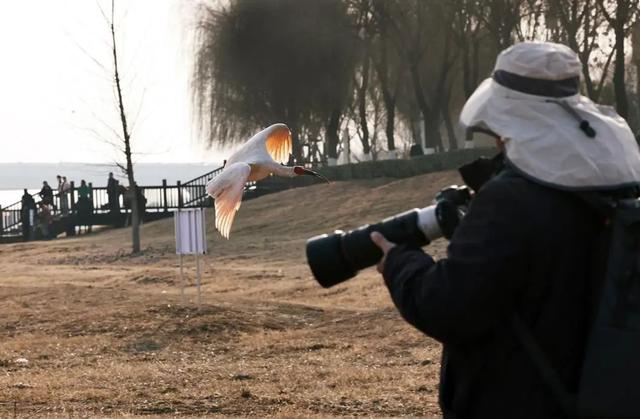 生物多样性丨朱鹮落户闹市区 市民迎来新邻居-14.jpg