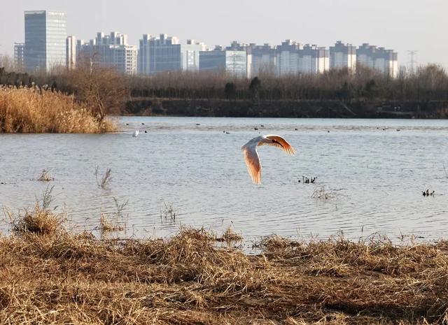 生物多样性丨朱鹮落户闹市区 市民迎来新邻居-18.jpg