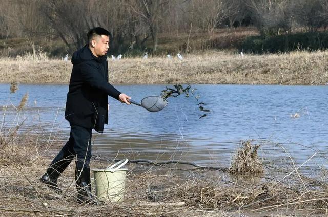 生物多样性丨朱鹮落户闹市区 市民迎来新邻居-20.jpg