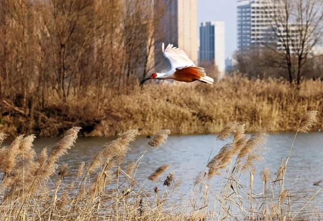 生物多样性丨朱鹮落户闹市区 市民迎来新邻居-23.jpg