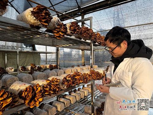 未来已来|生物技术打破夏季无菇可种局面 未来可选育更多优质品种-2.jpg