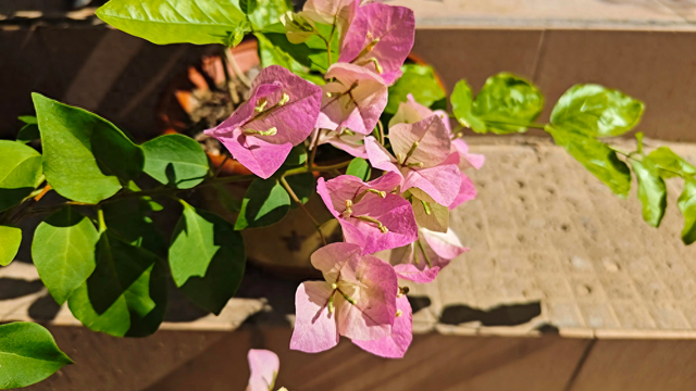 家里阳光少，就养6种“吉祥花”，耐阴又爱长，轻松“开爆花”-1.jpg