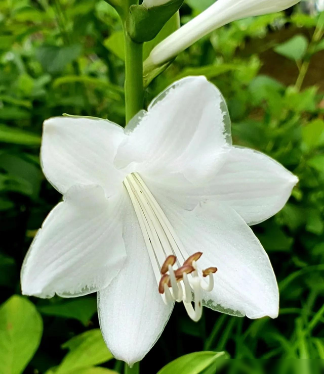 家里阳光少，就养6种“吉祥花”，耐阴又爱长，轻松“开爆花”-8.jpg