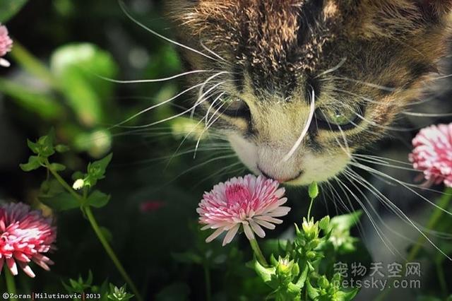 动物们对花儿大都没有抵抗力 忍不住嗅一嗅（40张）-13.jpg