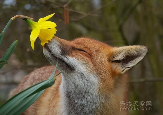 动物们对花儿大都没有抵抗力 忍不住嗅一嗅（40张）-21.jpg