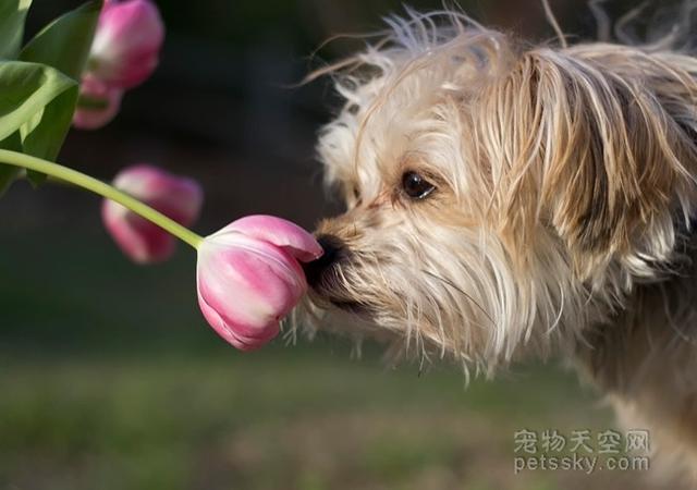 动物们对花儿大都没有抵抗力 忍不住嗅一嗅（40张）-32.jpg