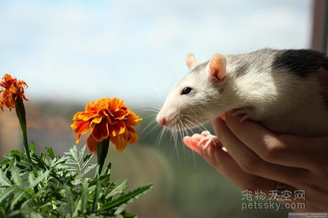 动物们对花儿大都没有抵抗力 忍不住嗅一嗅（40张）-38.jpg